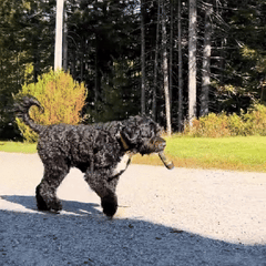 Paw Joint Plush Dog Toy | Lightweight & Humorous Pet Toy