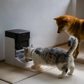 RFID Automatic Smart Feeder for Pets – App - Controlled Individual Feeding - Marcapon