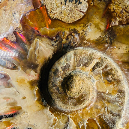 Polished Ammonite Fossils – Sold by the Pound