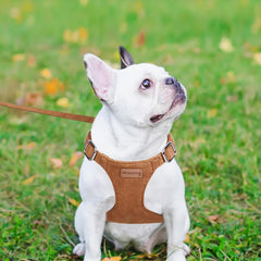No Pull Puppy Harness and Leash Set – Soft, Escape-Proof, and Fully Adjustable!
