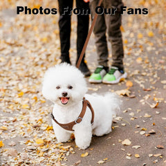 No Pull Puppy Harness and Leash Set – Soft, Escape-Proof, and Fully Adjustable!