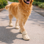 Beige / XS  – Small Paws