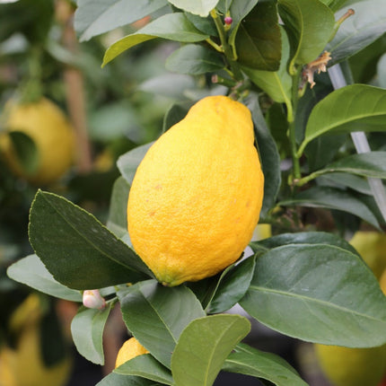 Harvey Lemon Tree — Cold-Hardy Citrus