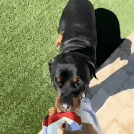 PuffPlay Cigarette Toy | Interactive Squeaky Dog Toy with Treat Box