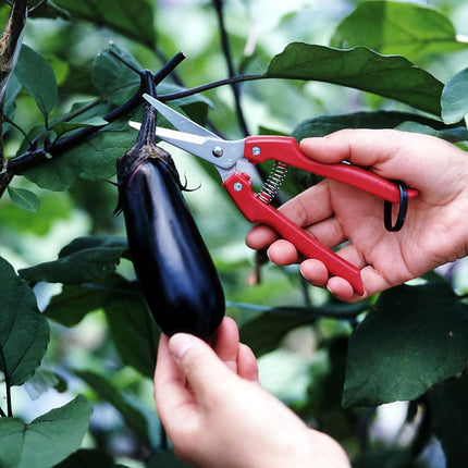 ARS SE-45 Stainless Steel Fruit Harvest Shears – Precision Cutter