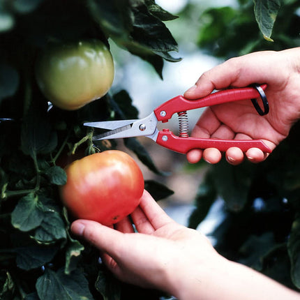 ARS SE-45 Stainless Steel Fruit Harvest Shears – Precision Cutter