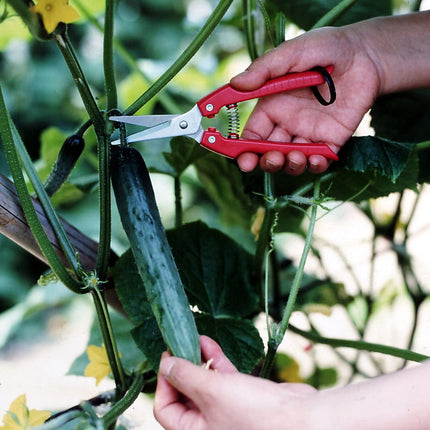 ARS SE-45 Stainless Steel Fruit Harvest Shears – Precision Cutter