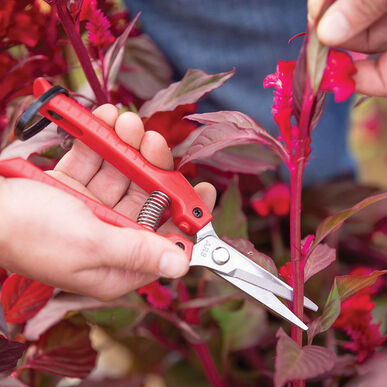 ARS SE-45 Stainless Steel Fruit Harvest Shears – Precision Cutter