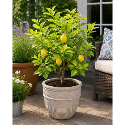 Harvey Lemon Tree — Cold-Hardy Citrus