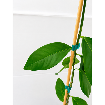 Harvey Lemon Tree — Cold-Hardy Citrus