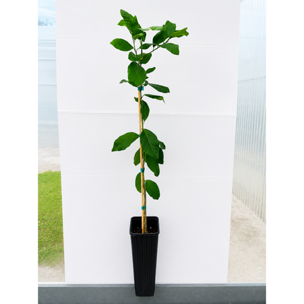 Harvey Lemon Tree — Cold-Hardy Citrus